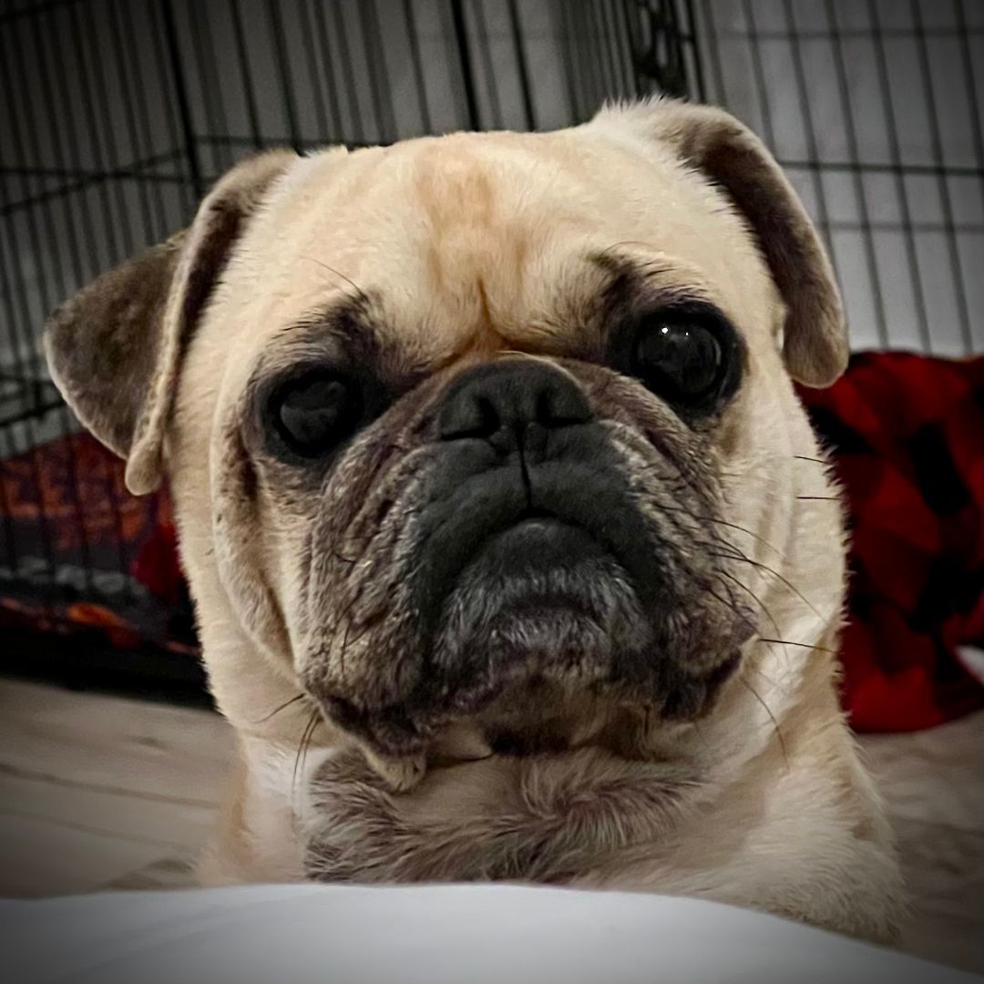 Enlarge Grant, a Adoptable Pug in Alvin, TX image 1/1