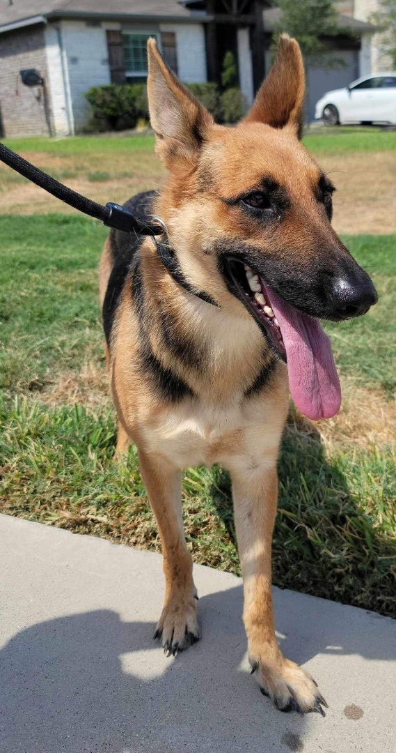 Enlarge Princess , a Adoptable mixed breed in WINCHESTER, VA image 2/17