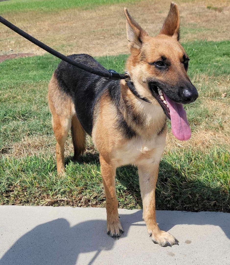 Enlarge Princess , a Adoptable mixed breed in WINCHESTER, VA image 3/17