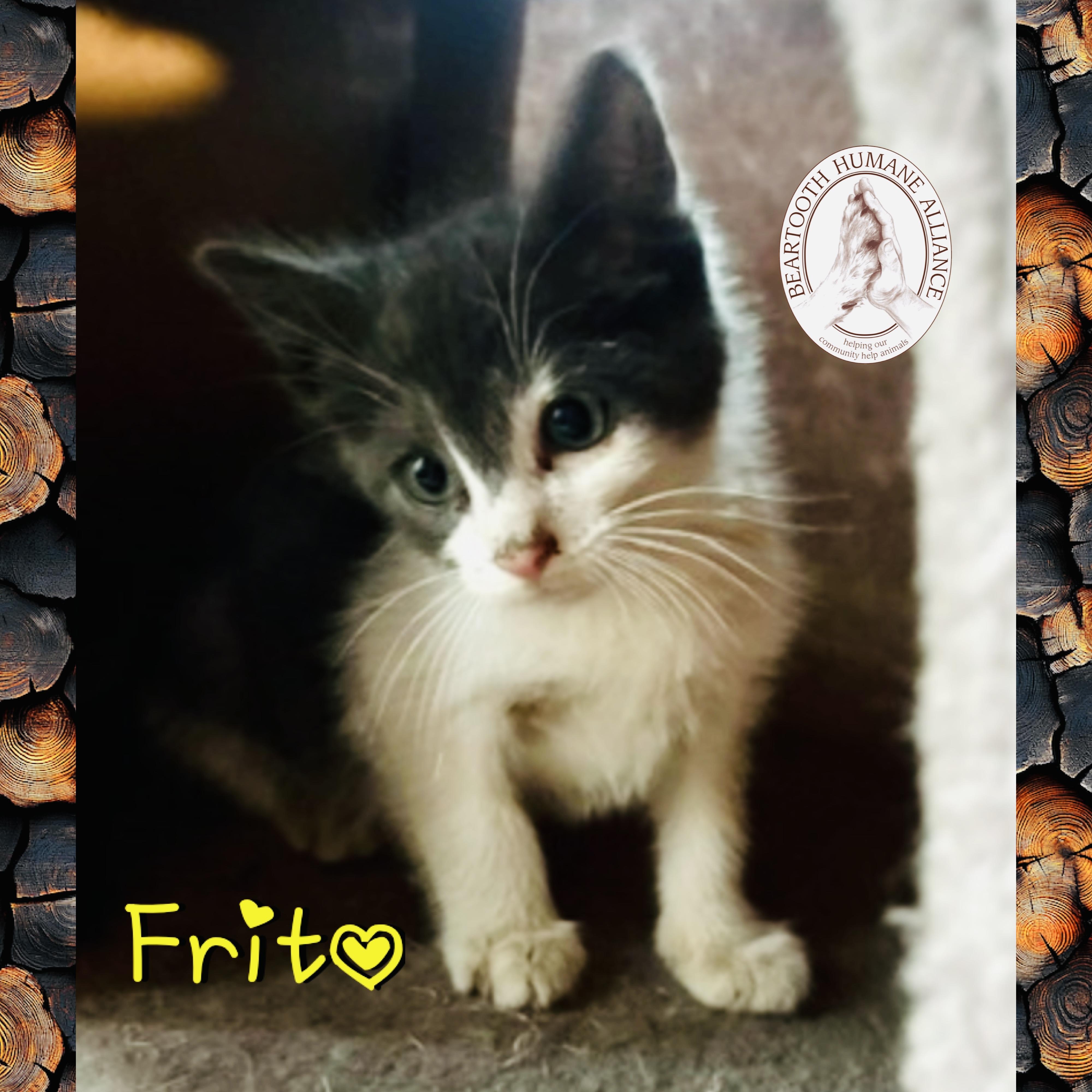 Frito, a ADOPTABLE mixed breed in Red Lodge, MT image 2/2