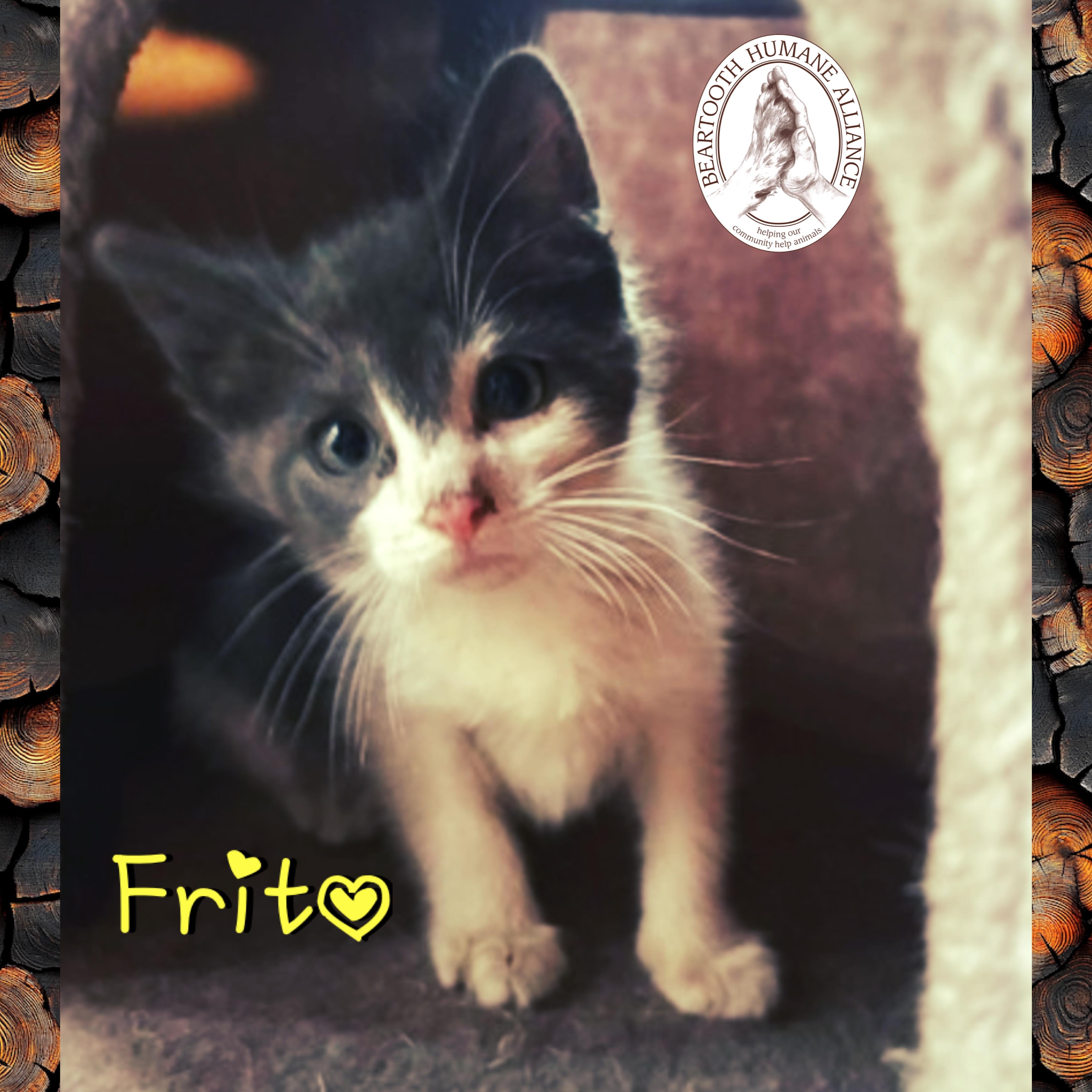 Frito, ADOPTABLE, Kitten Male Domestic Short Hair.