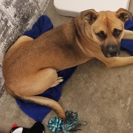 BOB, Adoptable, Young Male Boxer.