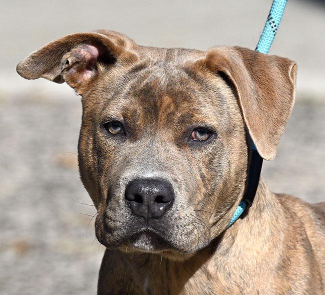 #284 Remy, Adopted, Puppy Male Pit Bull Terrier.