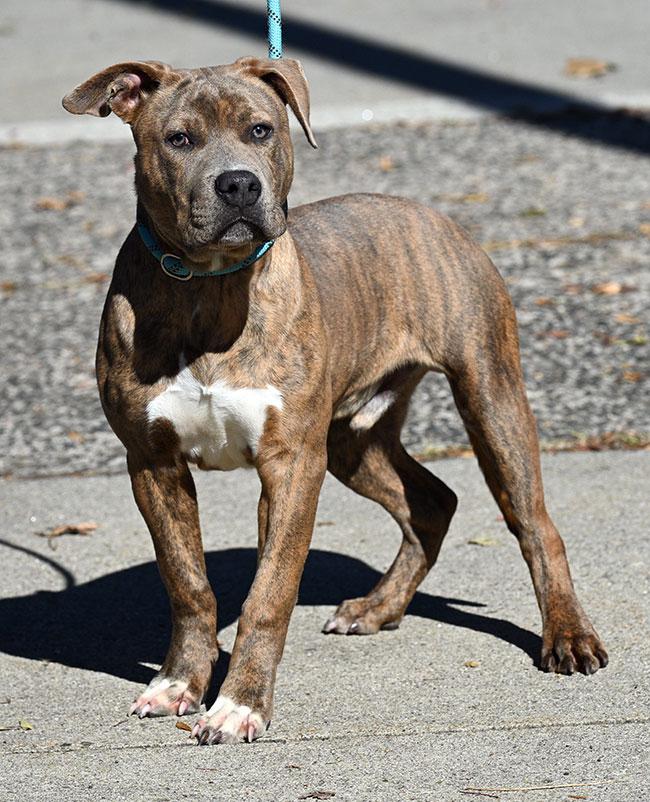 Enlarge #284 Remy, a Adopted Pit Bull Terrier in New Haven, CT image 2/3