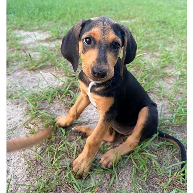 Enlarge Maizie (FL), an adopted Black and Tan Coonhound in Pensacola, FL image 1/4