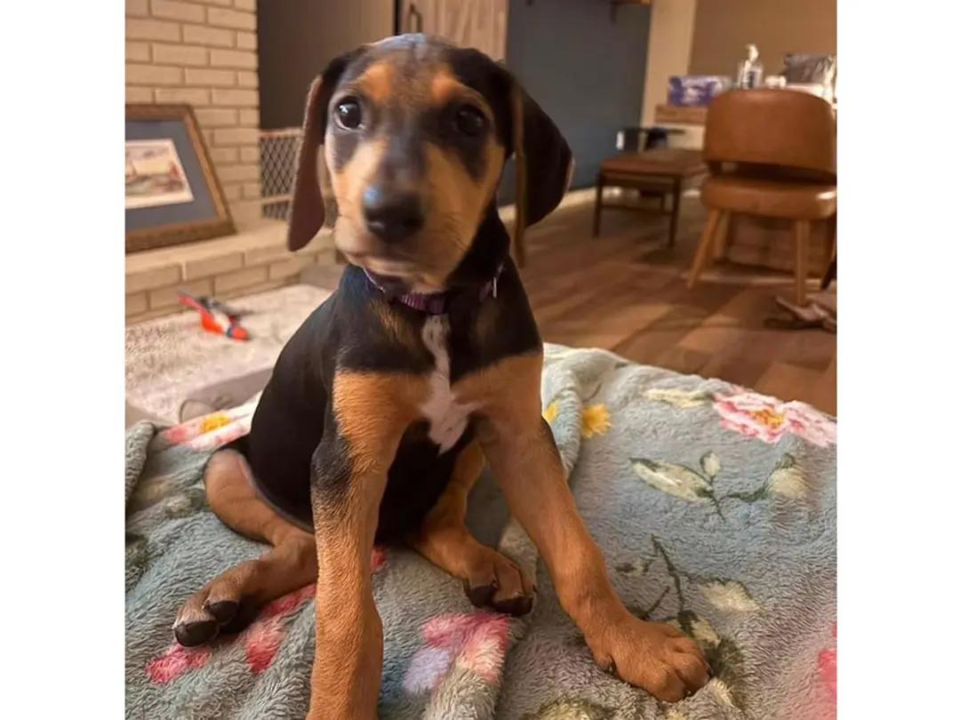 Enlarge Maizie (FL), an adopted Black and Tan Coonhound in Pensacola, FL image 4/4