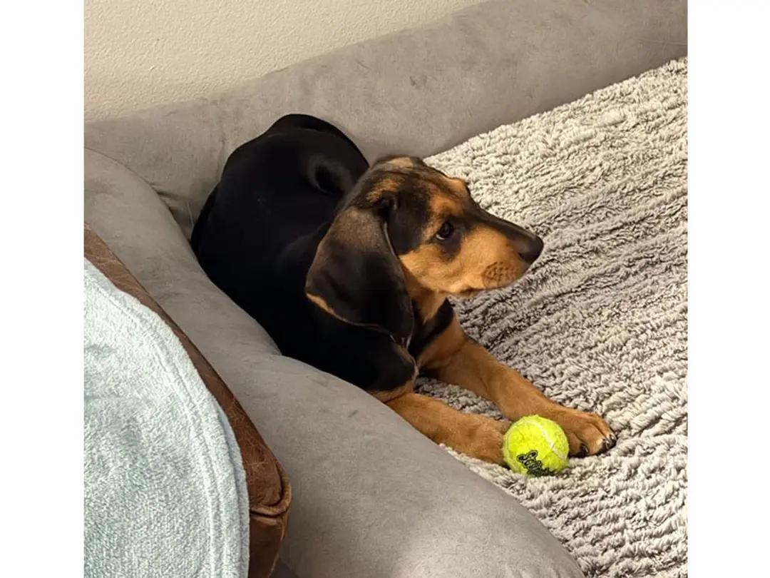 Enlarge Maizie (FL), an adopted Black and Tan Coonhound in Pensacola, FL image 3/4