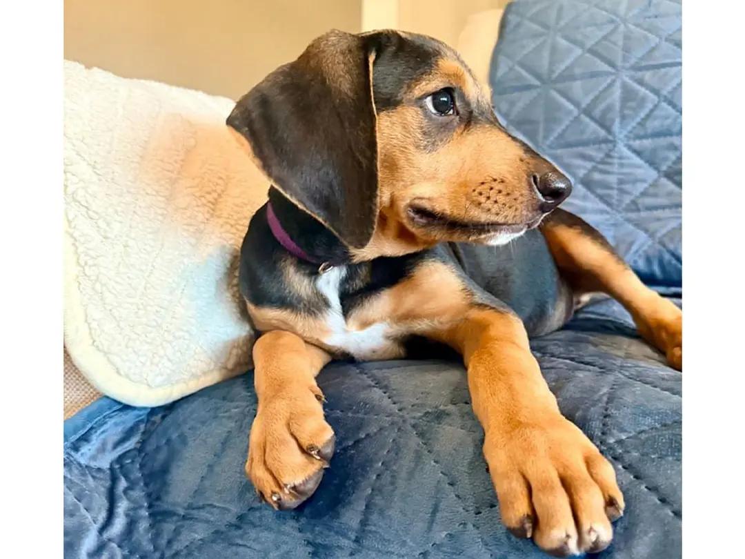 Enlarge Maizie (FL), an adopted Black and Tan Coonhound in Pensacola, FL image 2/4