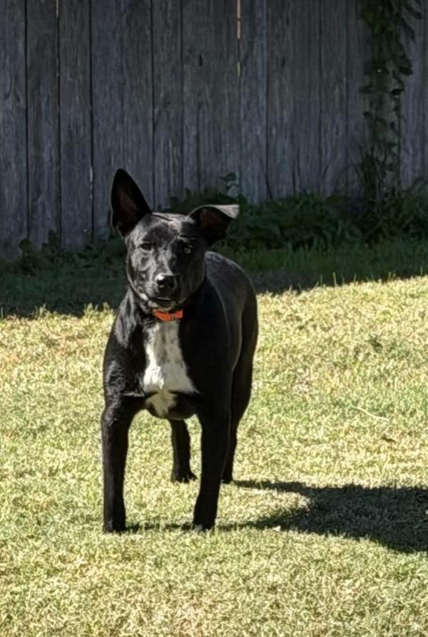 Enlarge Sunny (9mo), a Adoptable mixed breed in Greeneville, TN image 2/6