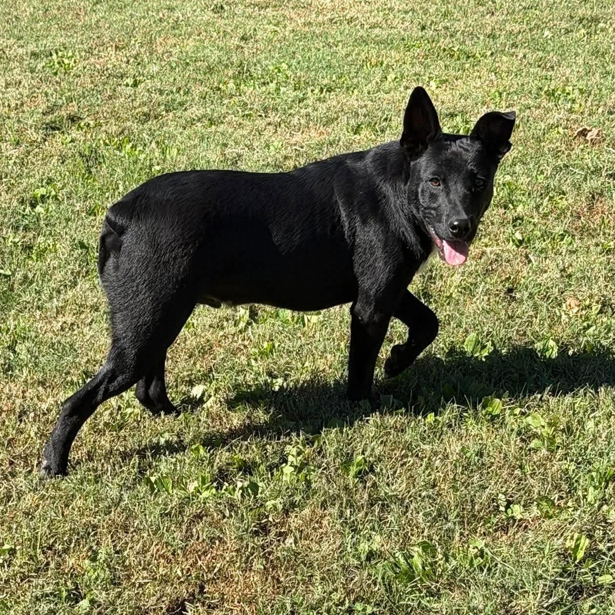 Sunny (9mo), Adoptable, Young Male Australian Cattle Dog / Blue Heeler & Black Labrador Retriever.