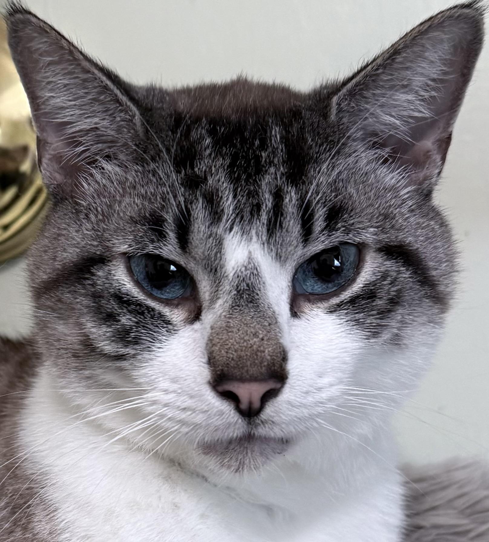 Enlarge MOBIE, an adoptable mixed breed in Berkeley Springs, WV image 2/6