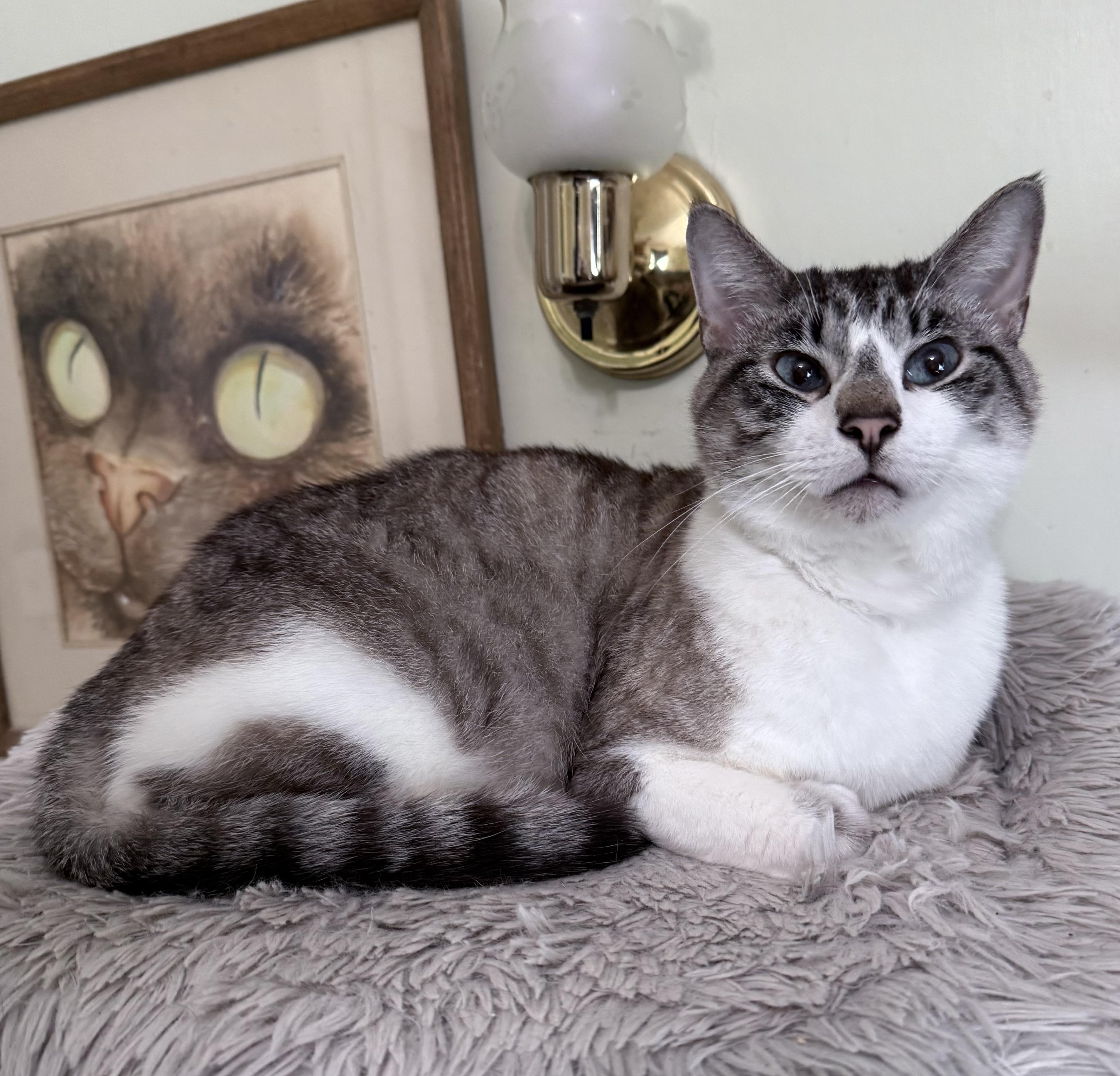 Enlarge MOBIE, an adoptable mixed breed in Berkeley Springs, WV image 1/6