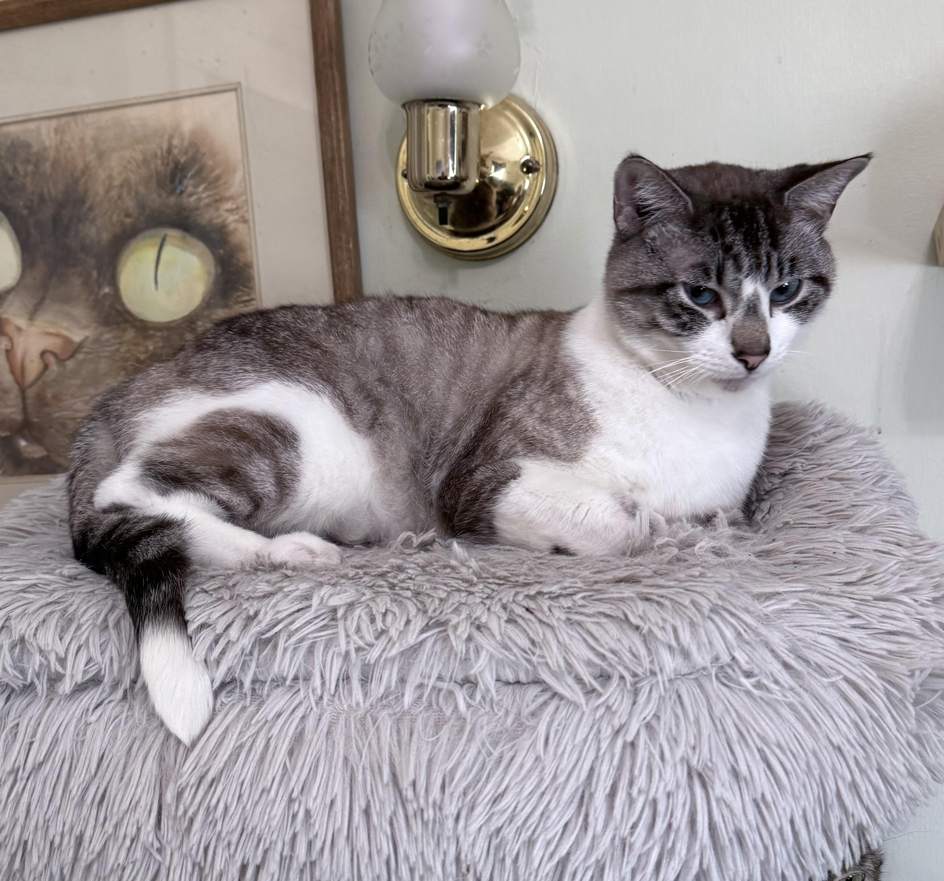 Enlarge MOBIE, an adoptable mixed breed in Berkeley Springs, WV image 6/6