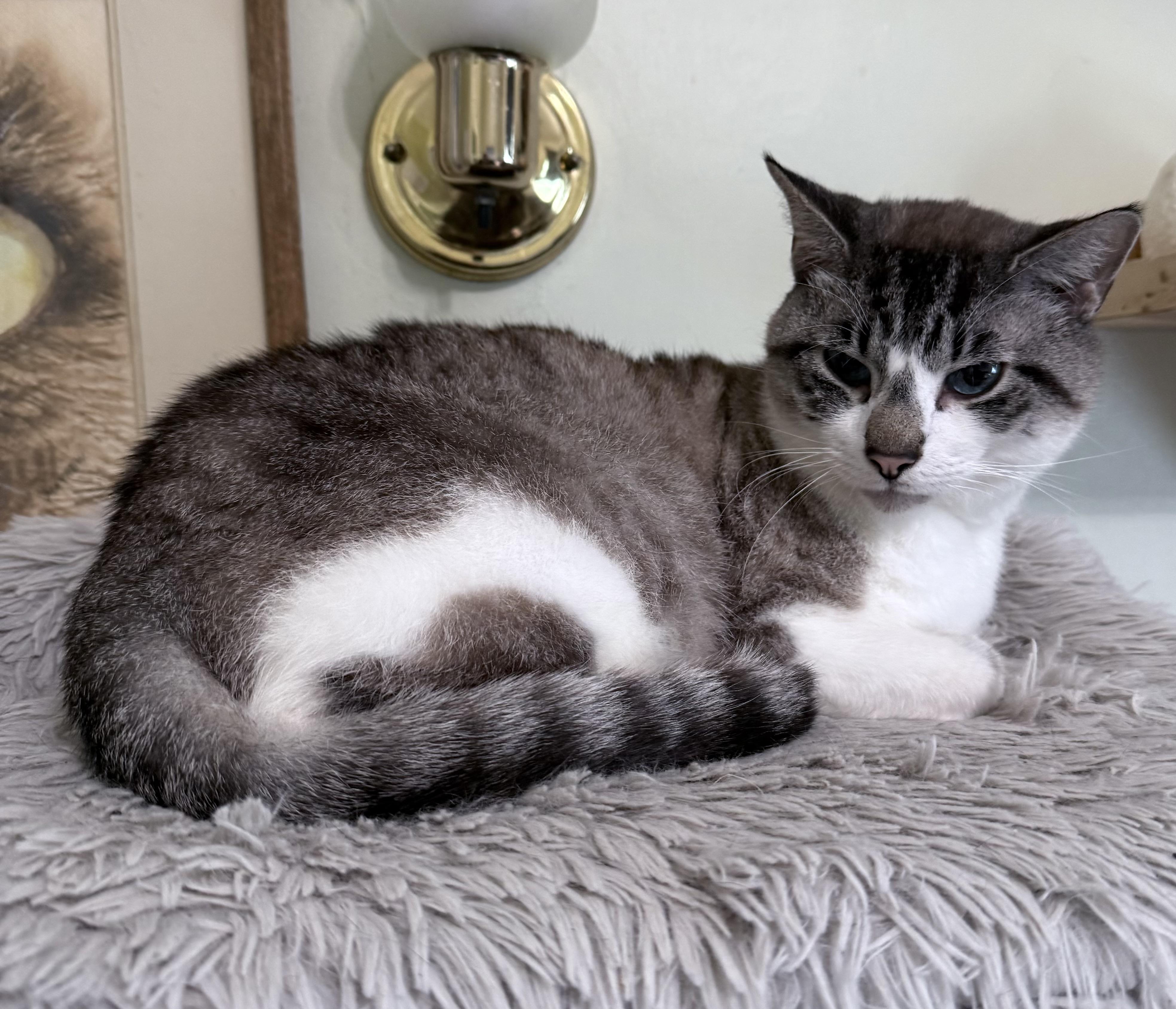 Enlarge MOBIE, an adoptable mixed breed in Berkeley Springs, WV image 3/6