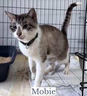 Enlarge MOBIE, an adoptable mixed breed in Berkeley Springs, WV image 5/6