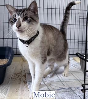 Enlarge MOBIE, an adoptable mixed breed in Berkeley Springs, WV image 4/6