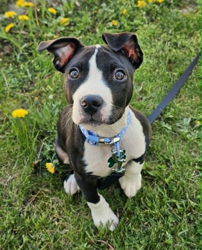 Skeeter, Adoptable, Puppy Male Pit Bull Terrier.