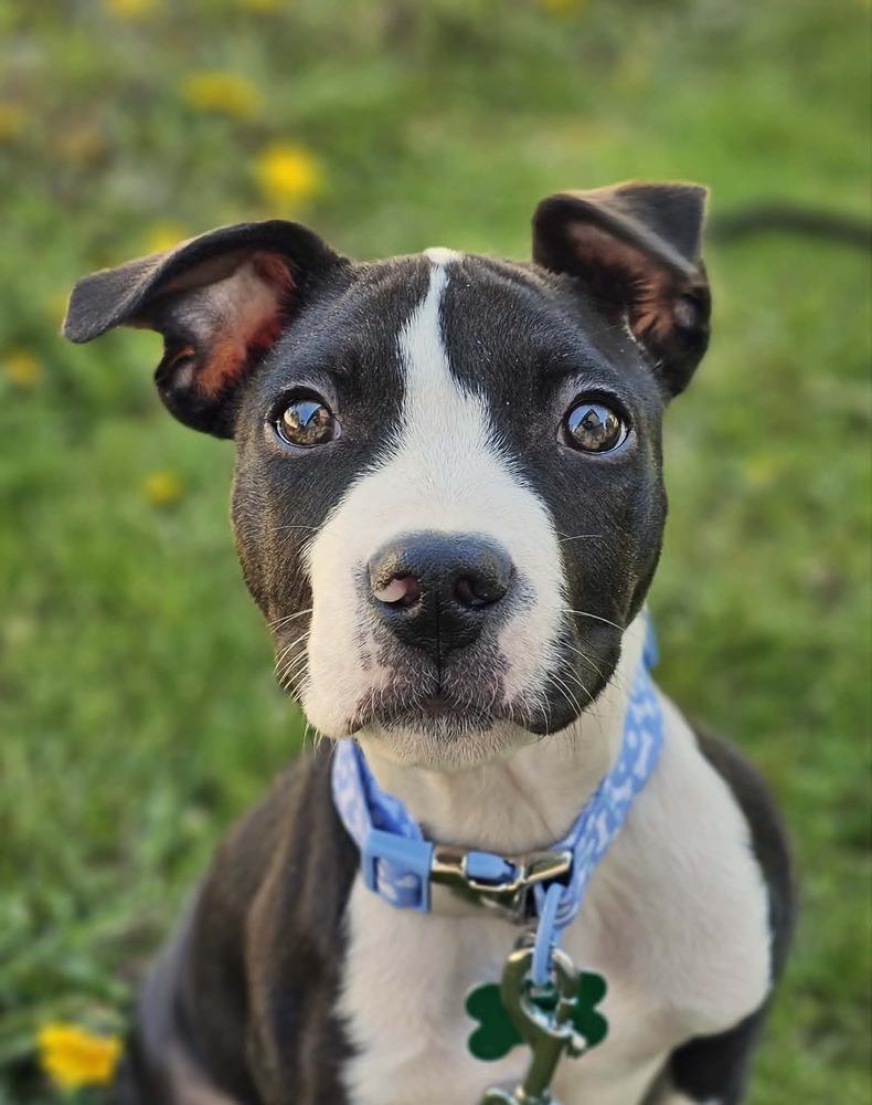 Enlarge Skeeter, a Adoptable mixed breed in Saginaw, MI image 2/2