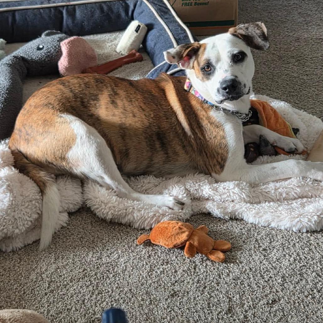 Enlarge Miro, a Adoptable Mixed Breed in Jackson, MO image 1/5