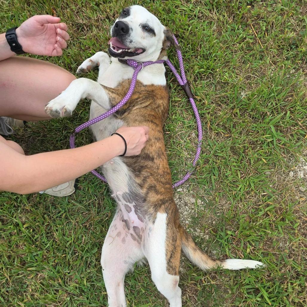 Enlarge Miro, a Adoptable Mixed Breed in Jackson, MO image 2/5