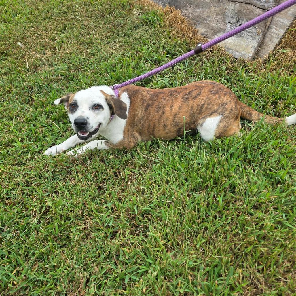 Enlarge Miro, a Adoptable Mixed Breed in Jackson, MO image 3/5
