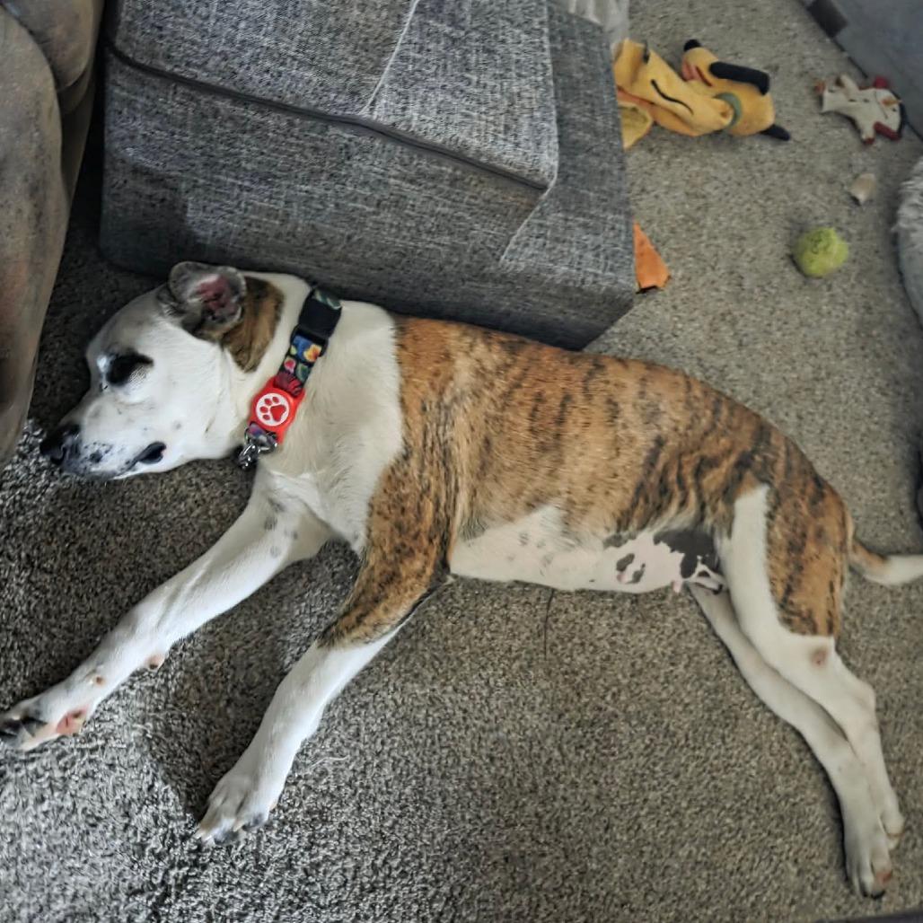 Enlarge Miro, a Adoptable Mixed Breed in Jackson, MO image 4/5