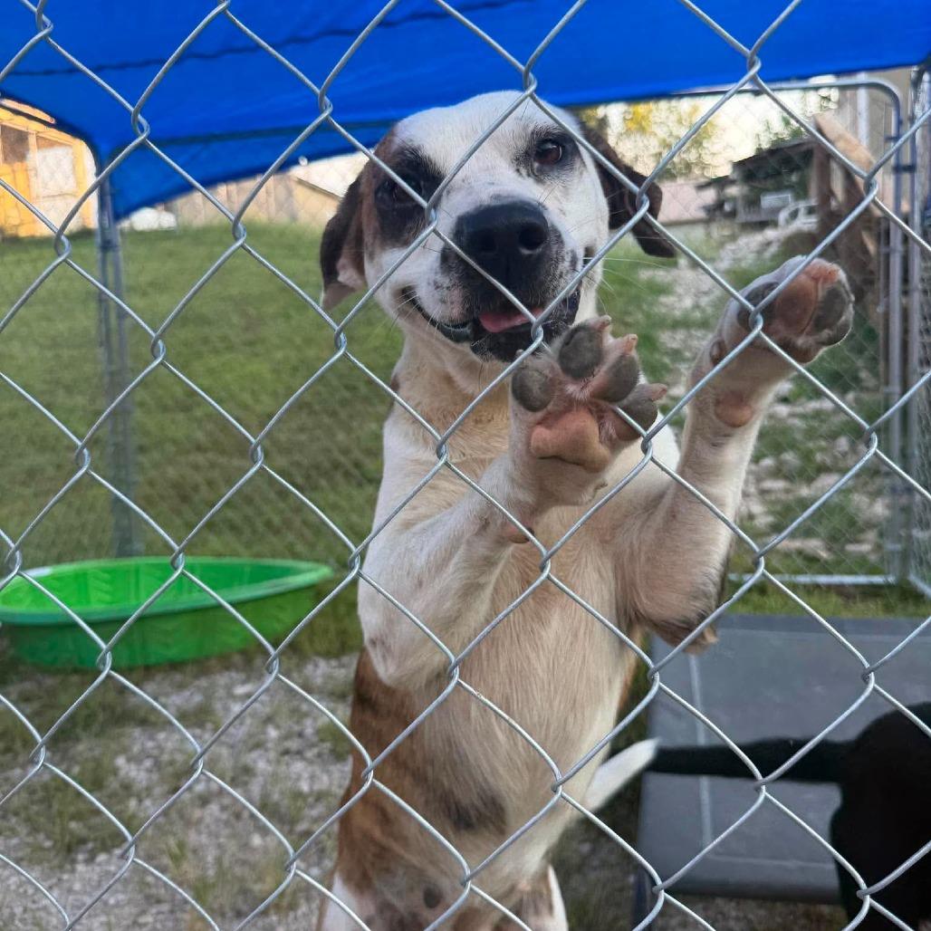 Enlarge Miro, a Adoptable Mixed Breed in Jackson, MO image 5/5