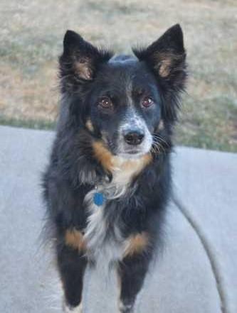 Enlarge Rosie, an adopted Australian Shepherd in Greeley, CO image 2/3