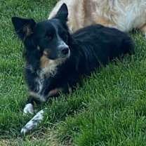 Enlarge Rosie, an adopted Australian Shepherd in Greeley, CO image 3/3