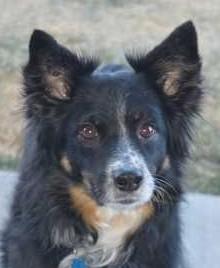 Enlarge Rosie, an adopted Australian Shepherd in Greeley, CO image 1/3