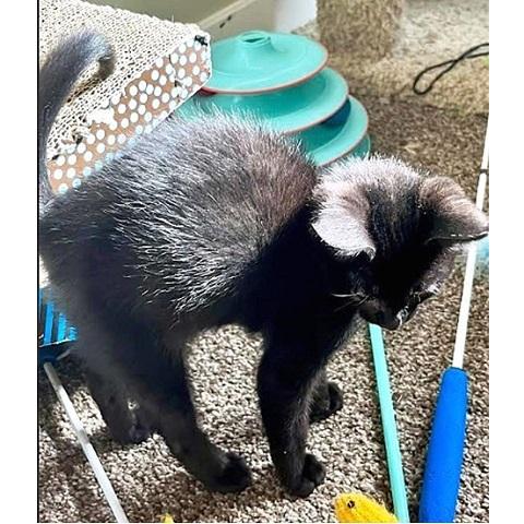 Coal, a Adoptable Domestic Short Hair in Salt Lake City, UT image 1/3