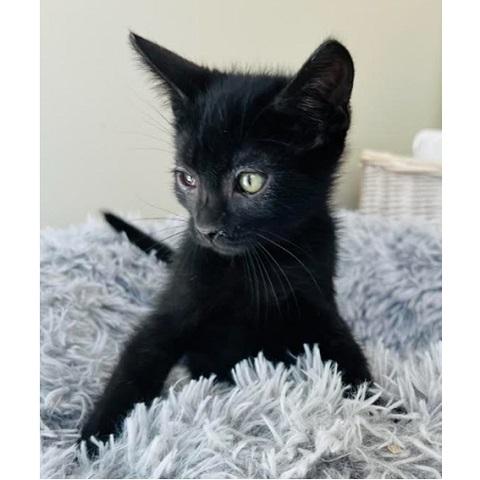 Coal, a Adoptable Domestic Short Hair in Salt Lake City, UT image 3/3