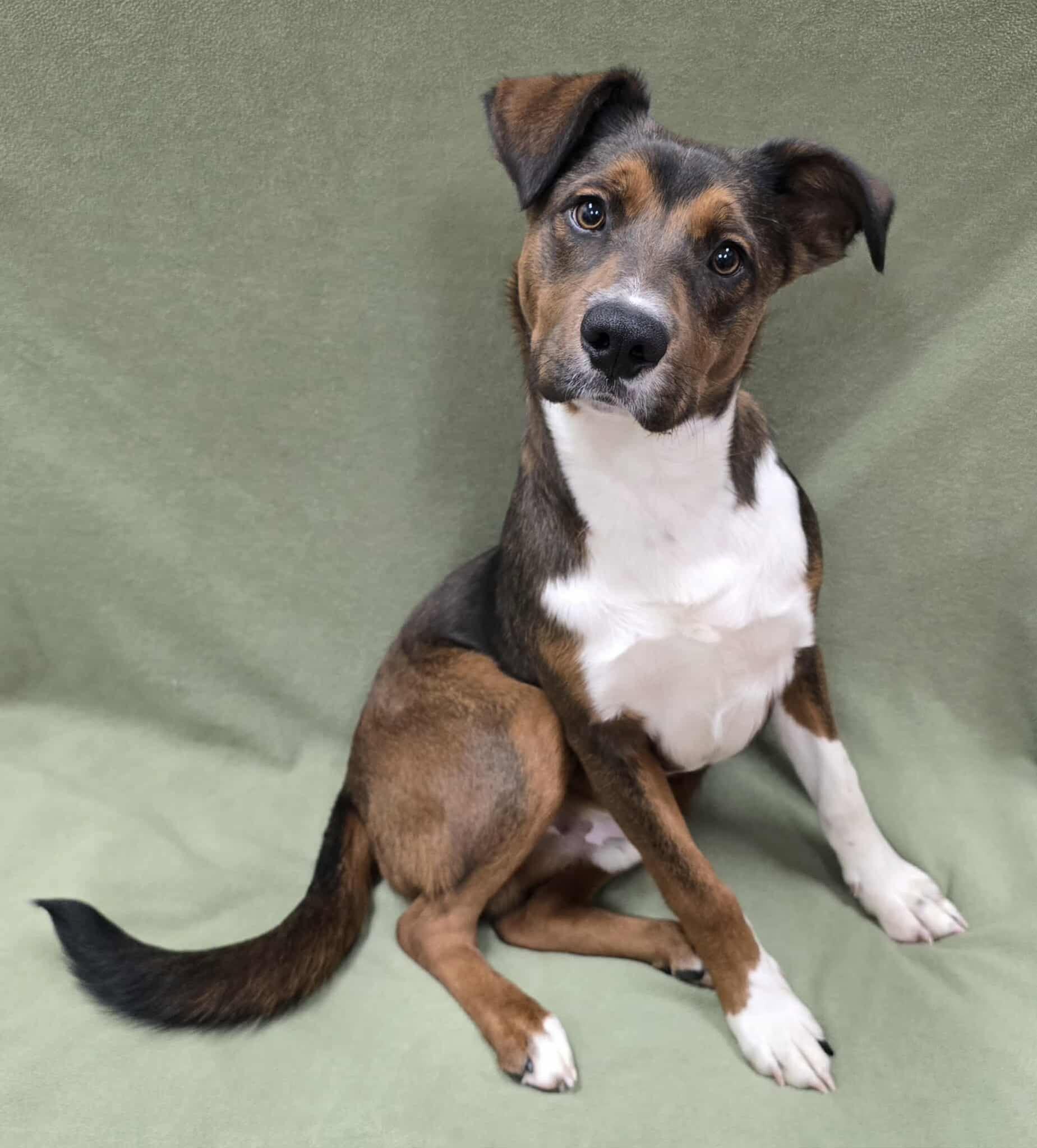 Enlarge Brownie, an adopted Mixed Breed in Frankfort, IN image 5/5