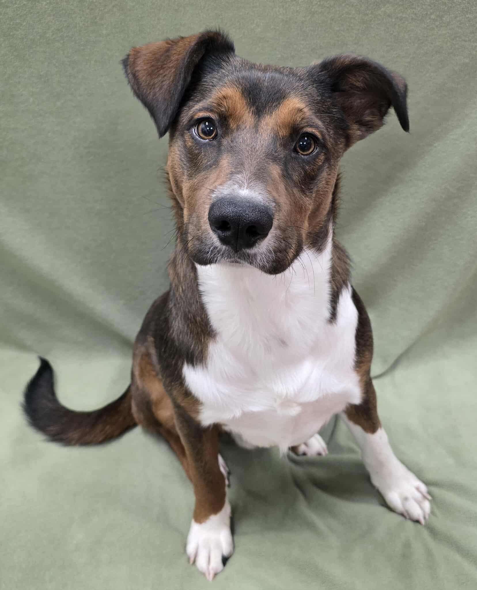Enlarge Brownie, an adopted Mixed Breed in Frankfort, IN image 3/5