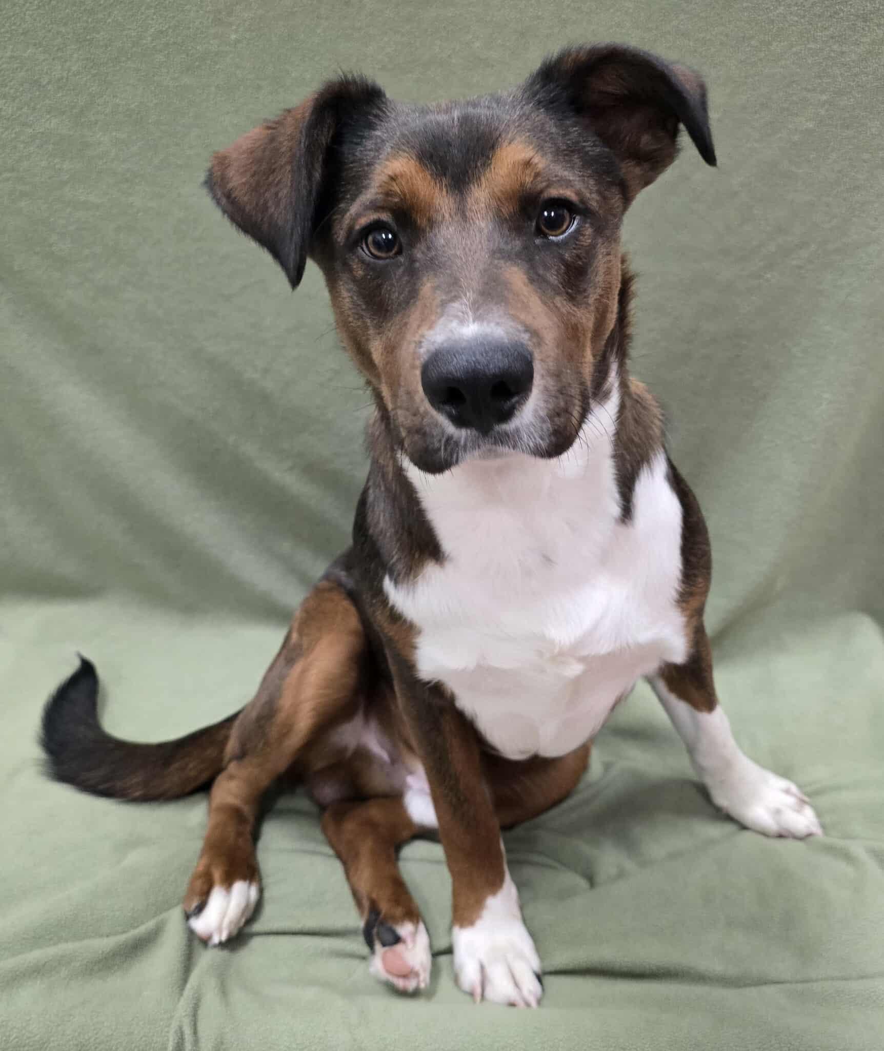 Enlarge Brownie, an adopted Mixed Breed in Frankfort, IN image 1/5