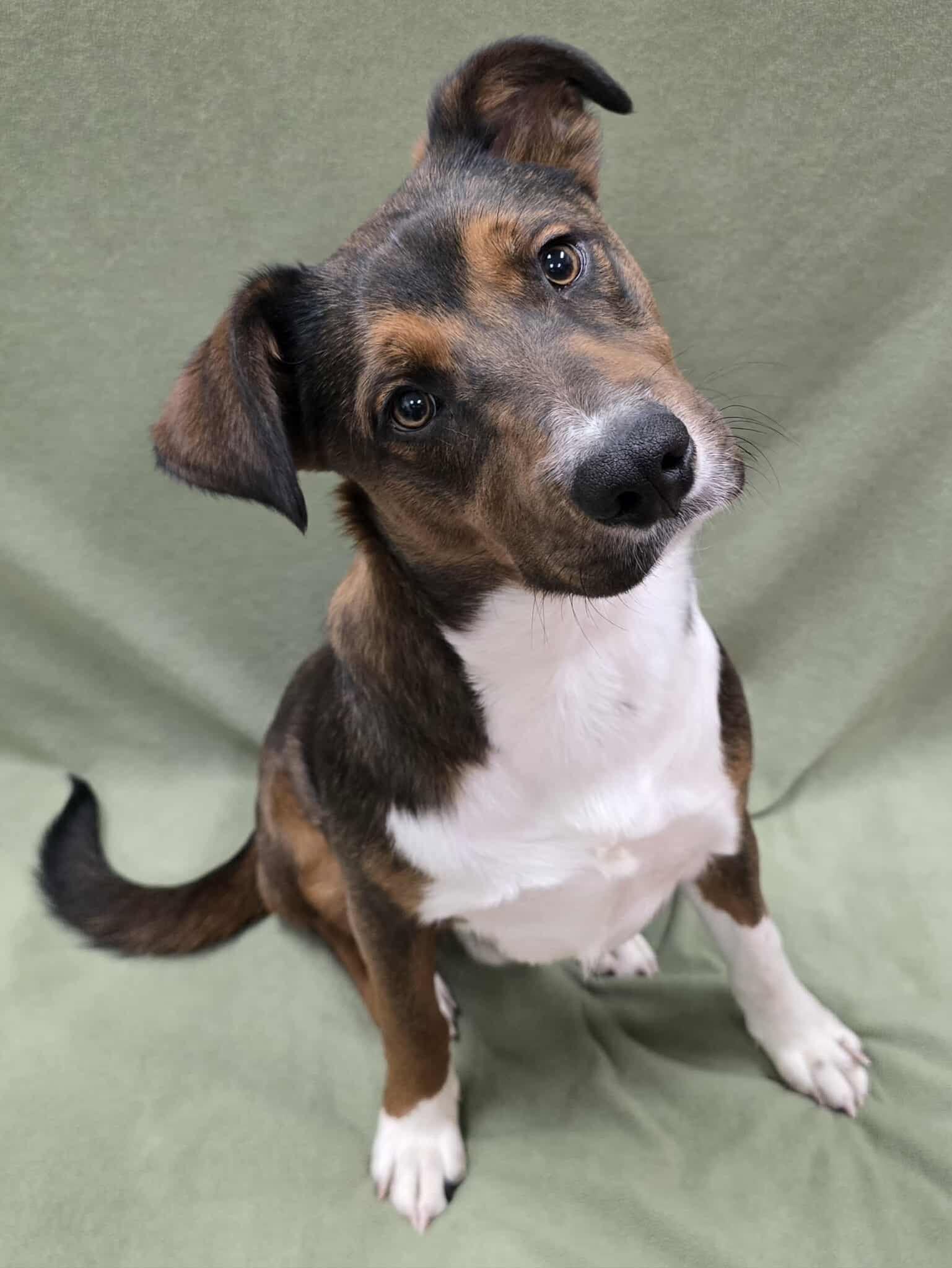 Enlarge Brownie, an adopted Mixed Breed in Frankfort, IN image 2/5