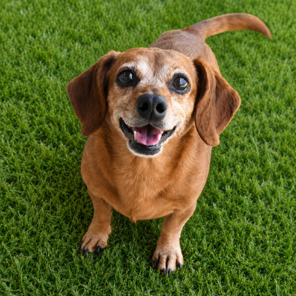 Enlarge Darcy, a Adoptable Miniature Dachshund in Gulfport, MS image 1/6