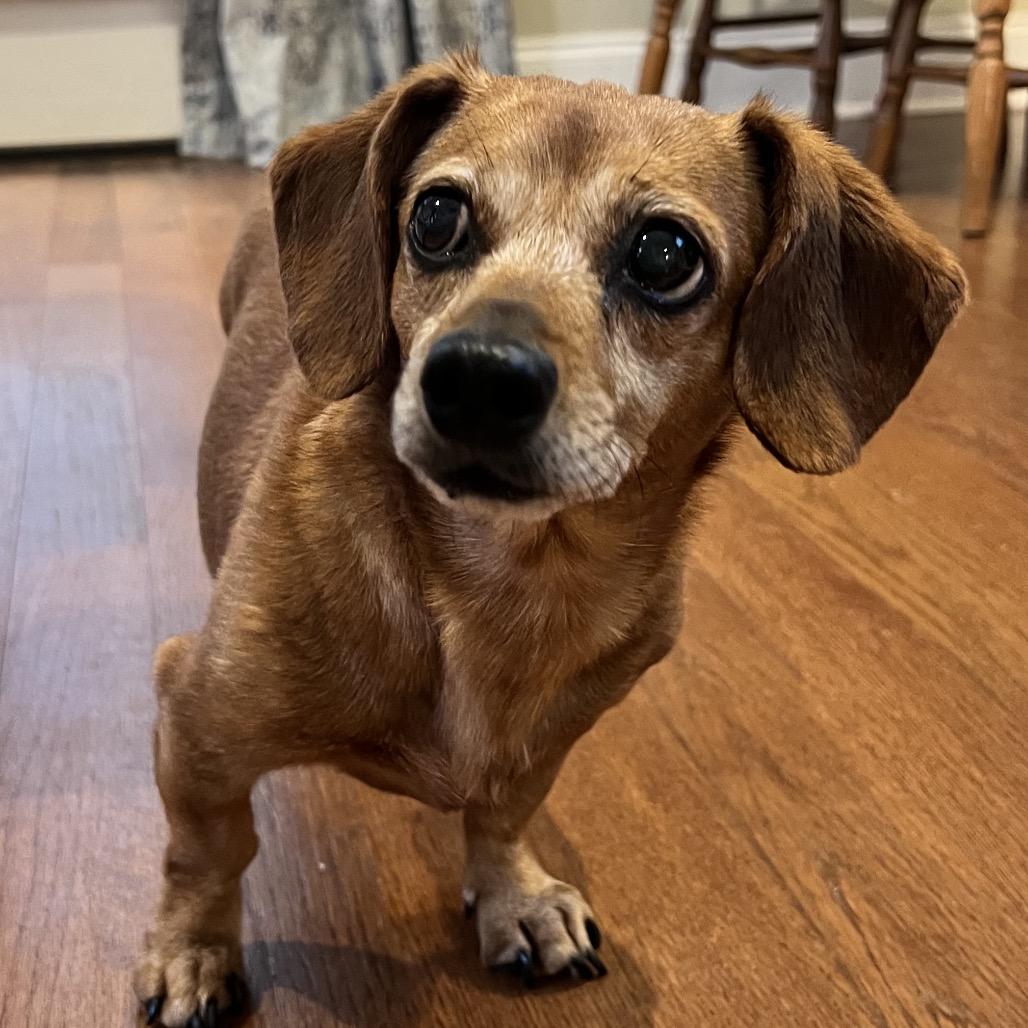 Darcy, Adoptable, Senior Female Miniature Dachshund.