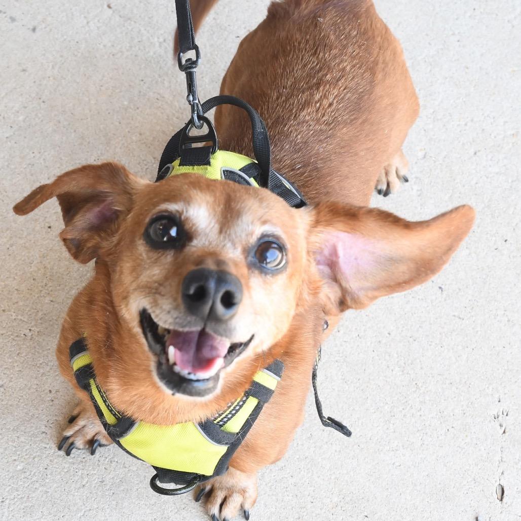 Enlarge Darcy, a Adoptable Miniature Dachshund in Gulfport, MS image 3/6