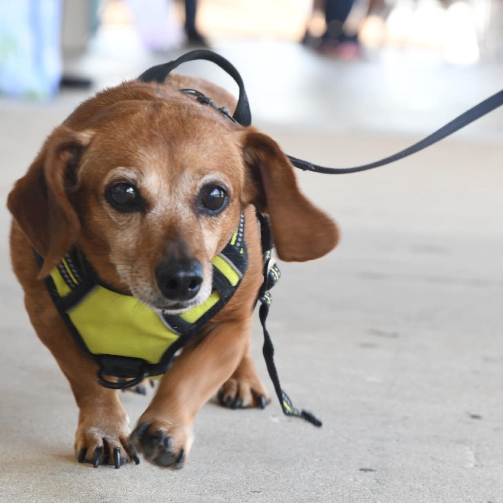 Enlarge Darcy, a Adoptable Miniature Dachshund in Gulfport, MS image 4/6