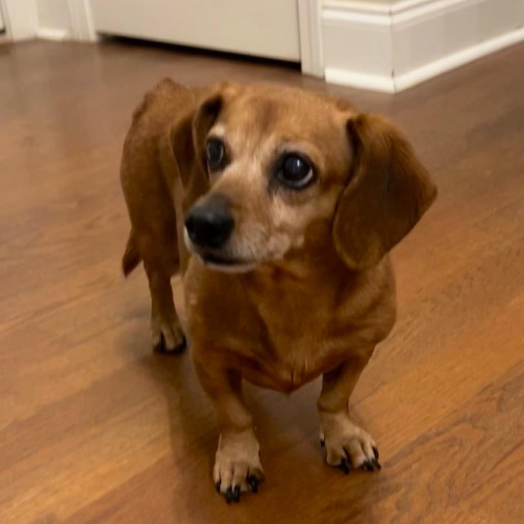 Enlarge Darcy, a Adoptable Miniature Dachshund in Gulfport, MS image 2/3