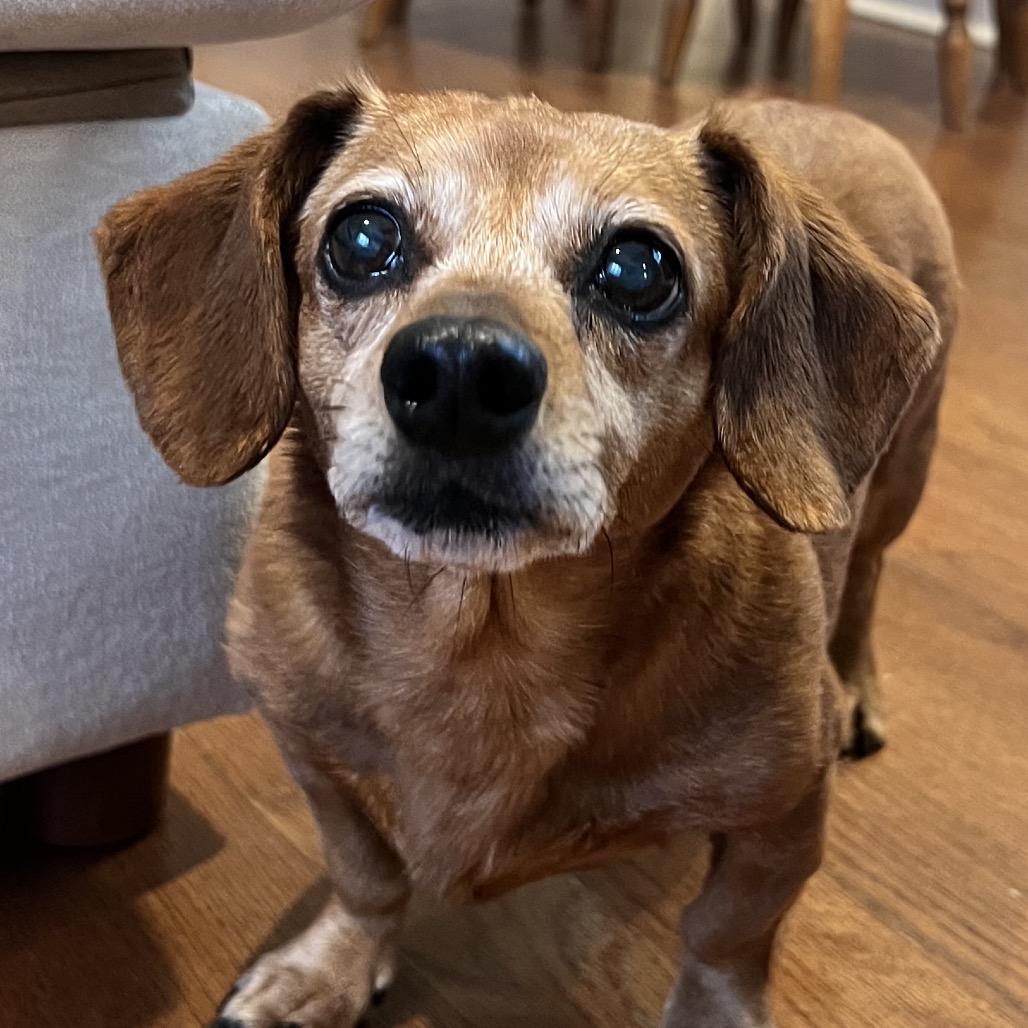 Enlarge Darcy, a Adoptable Miniature Dachshund in Gulfport, MS image 3/3