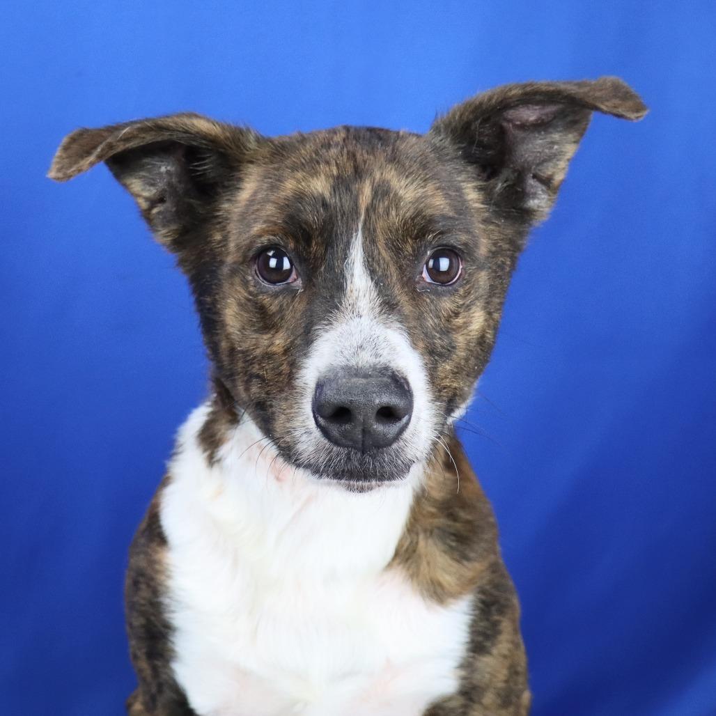 Gumbo - 121701T, Adoptable, Adult Male Mountain Cur.