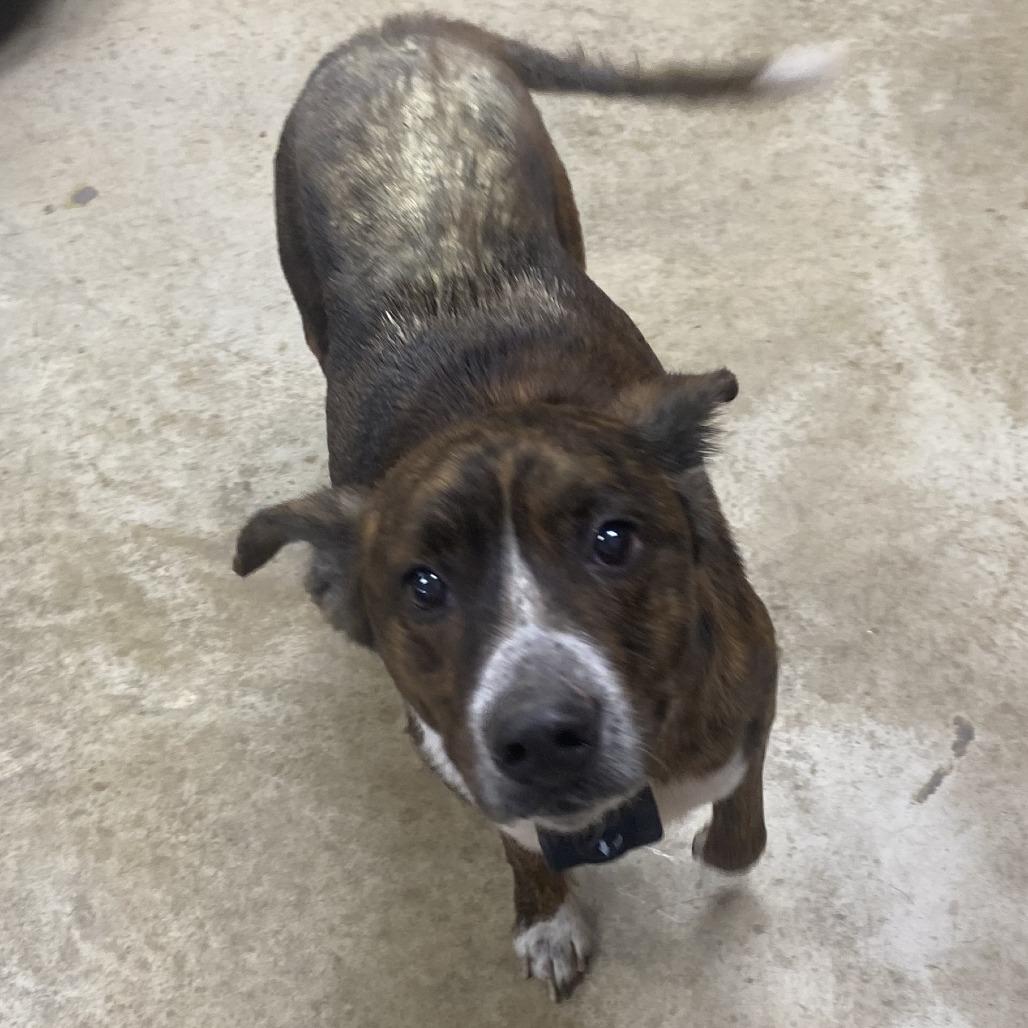 Enlarge Gumbo - 121701T, a Adoptable mixed breed in Tupelo, MS image 2/2