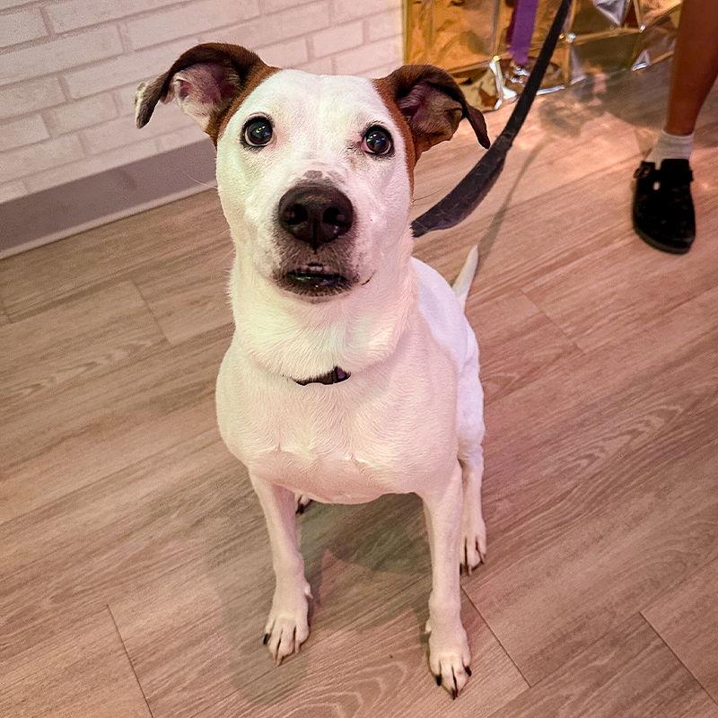 Angel III (New Digs), Adoptable, Adult Female Coonhound.