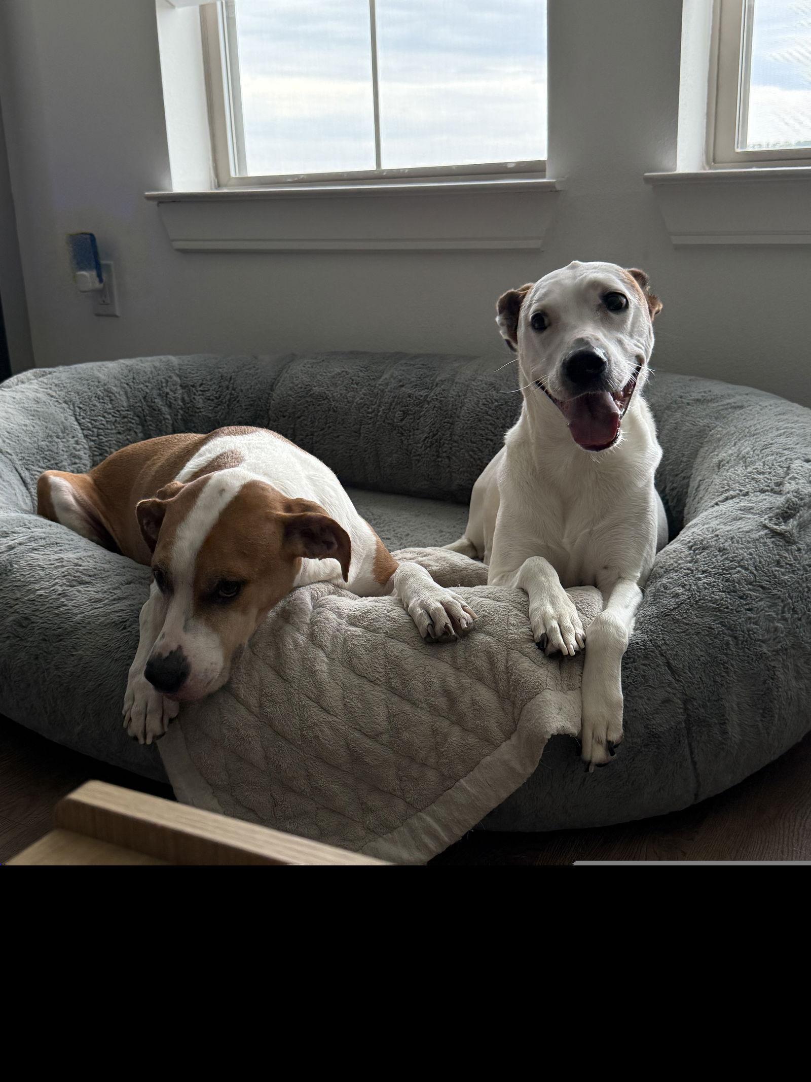 Enlarge Angel III (New Digs), a Adoptable Coonhound in Dallas, TX image 2/3