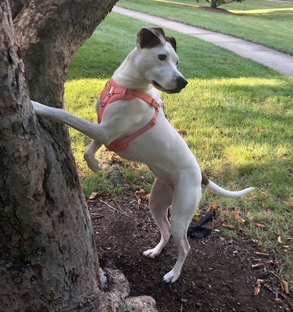 Enlarge Angel III (New Digs), a Adoptable Coonhound in Dallas, TX image 3/3