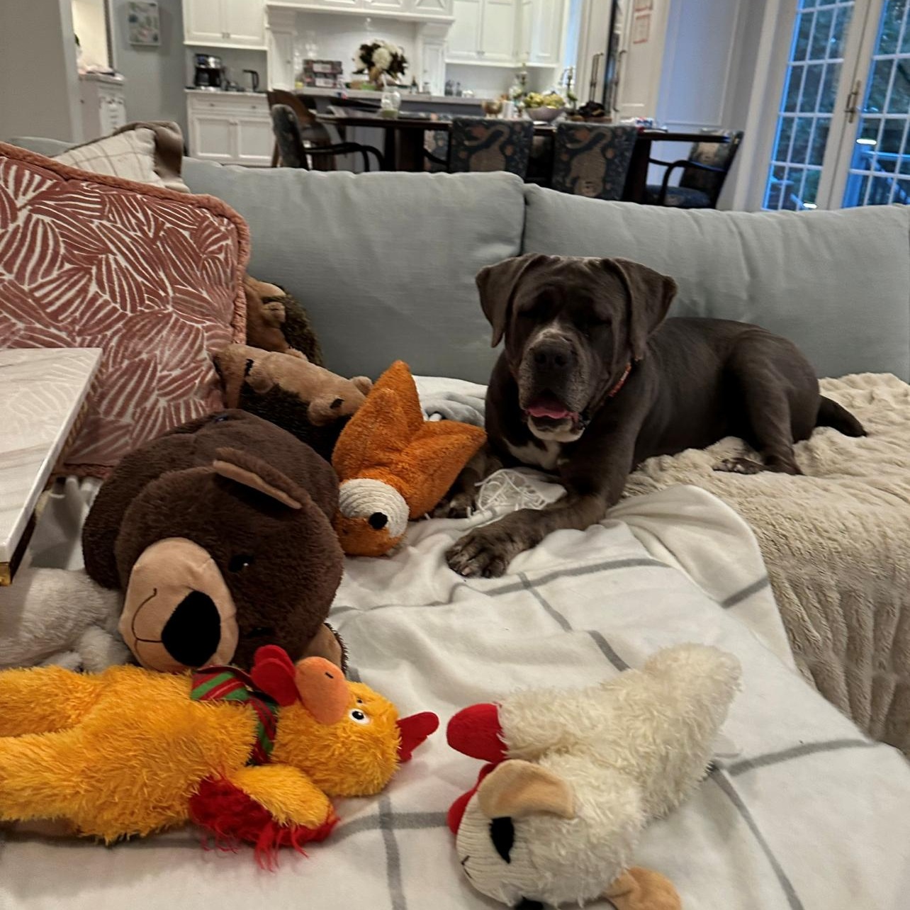 Enlarge Lucy, a Adoptable mixed breed in Montville, NJ image 2/5