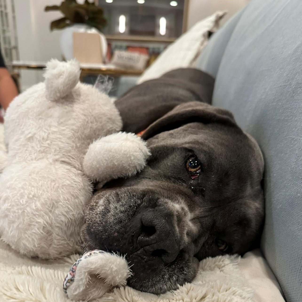 Lucy, Adoptable, Senior Female Cane Corso & Mastiff.