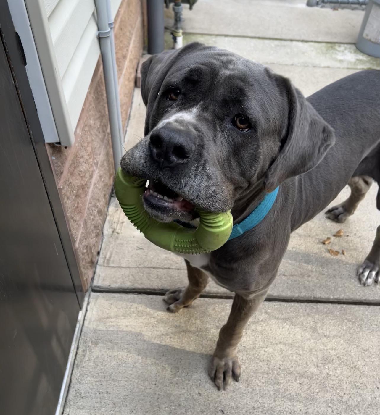 Enlarge Lucy, a Adoptable mixed breed in Montville, NJ image 5/5